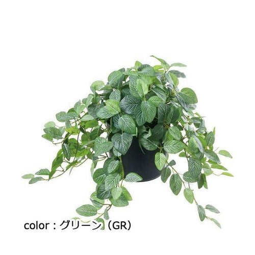 ポピー フィトニアポット GLA-1519 全長42cm・幅75cm ポットφ20cm×H17.5cm