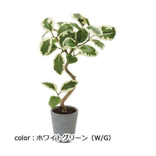 ポピー フィカスアルテシマポット GLA-1524 全長44cm 鉢:φ9.3cm×H10.2cm