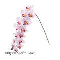 ポピー ロングコチョウラン FA-7031A 全長116cm・花径4～11cm