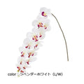 ポピー ロングコチョウラン FA-7031A 全長116cm・花径4～11cm