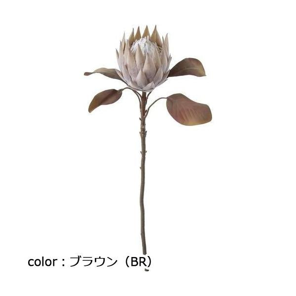 ポピー キングプロテア FA-7210 全長68cm・花径13cm