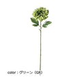 ポピー 斑入りシングルダリア FA-7328 全長60cm・花径13cm