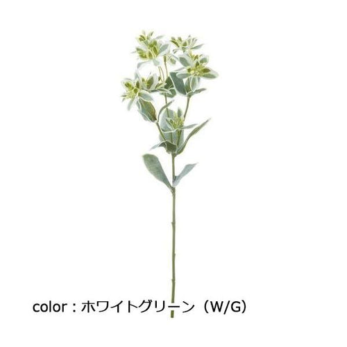 ポピー ユーフォルビア FG-4986 全長47cm
