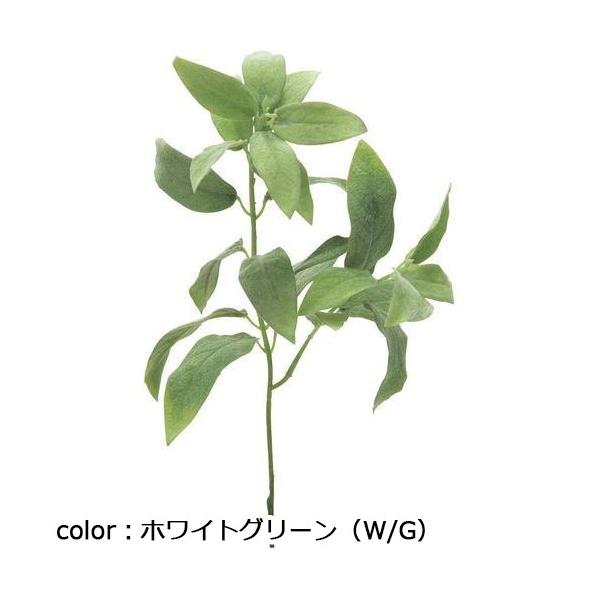 ポピー セージピック FG-5041 全長34cm・葉長5.5～9.5cm