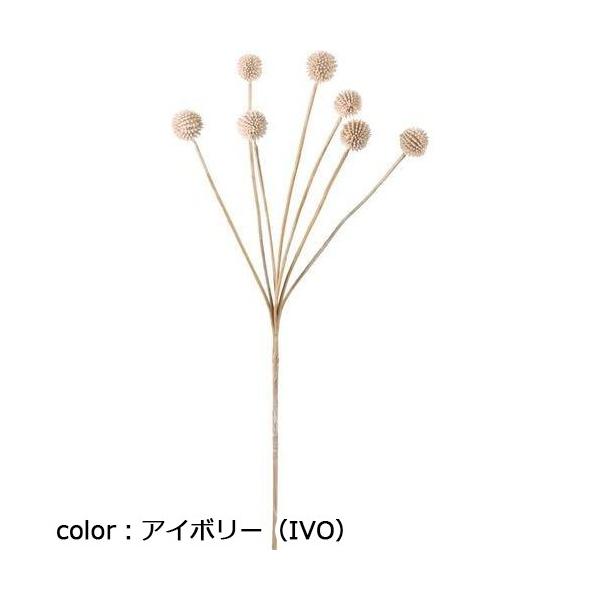 ポピー クラスペディア FG-5126 全長62cm・花径2.5～2.9cm