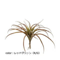 ポピー チランジアブッシュ GL-5052 全長30cm