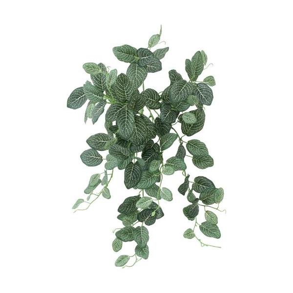 GL-5375/ボウエンUVフィトニアブッシュ/全長55cm 葉長4～7cm/業務用/新品/送料別途見積