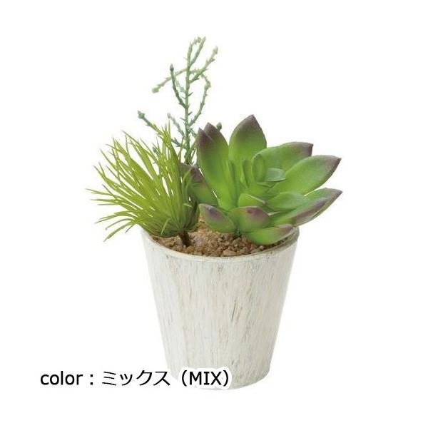 ポピー エケベリアミックスポット GLA-1313 φ7cm・W10cm×D10cm×H14cm