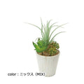 ポピー チランジアミックスポット GLA-1314 φ7cm・W14cm×D12cm×H16cm