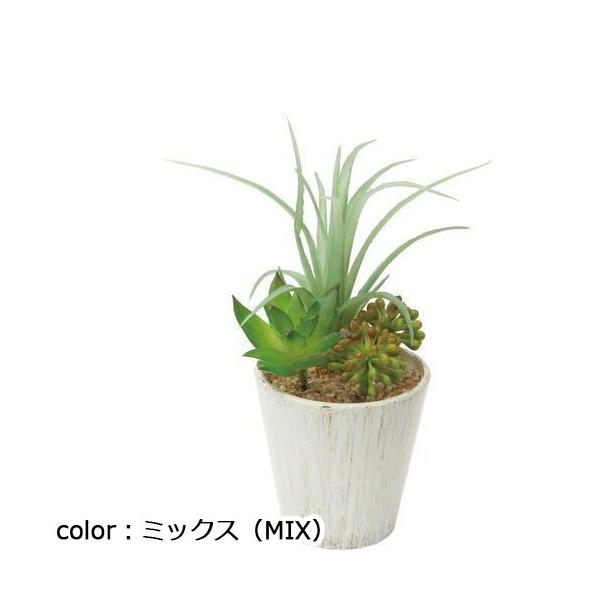 ポピー チランジアミックスポット GLA-1314 φ7cm・W14cm×D12cm×H16cm