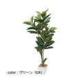 ポピー ゴムノキ GLA-1366 全長120cm・幅50cm 鉢：□17cm・H16cm