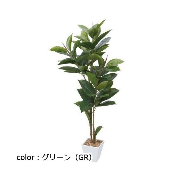 ポピー ゴムノキ GLA-1366 全長120cm・幅50cm 鉢：□17cm・H16cm