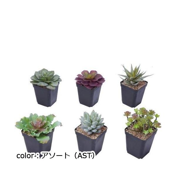 ポピー 多肉ポット6AST GLA-1429 全長11～15cm・幅7.5～13cm（コンテナW30.5cm×D23cm×H7.5cm）