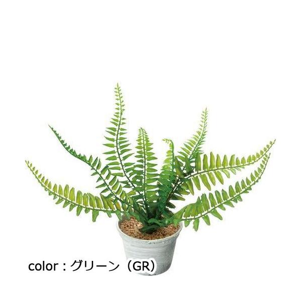 ポピー シダポット GLA-1491 全長20cm・幅30cm 鉢：φ8cm×H6.2cm
