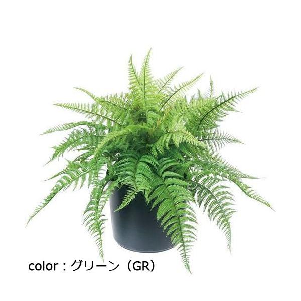 ポピー ファーンポット GLA-1517 全長48cm・幅65cm ポットφ20.cm×H17.5cm