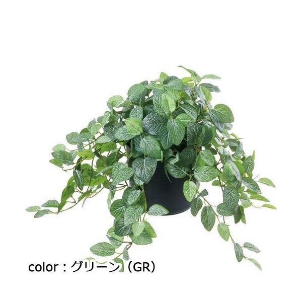 ポピー フィトニアポット GLA-1519 全長42cm・幅75cm ポットφ20cm×H17.5cm