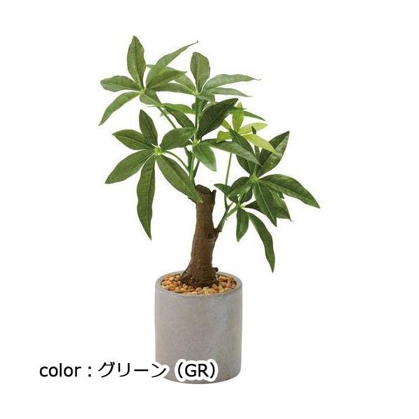 ポピー パキラセメントポット GLA-1522 全長32cm  鉢：φ8cm×H8.5cm
