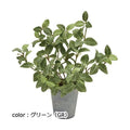 ポピー フィトニアポット GLA-1528 全長27cm  鉢：φ9.3cm×H10.2cm