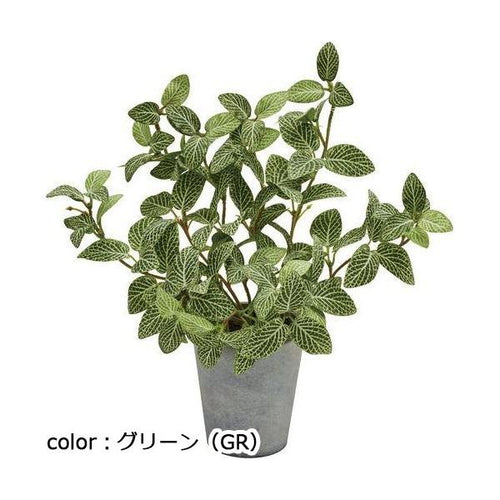 ポピー フィトニアポット GLA-1528 全長27cm  鉢：φ9.3cm×H10.2cm
