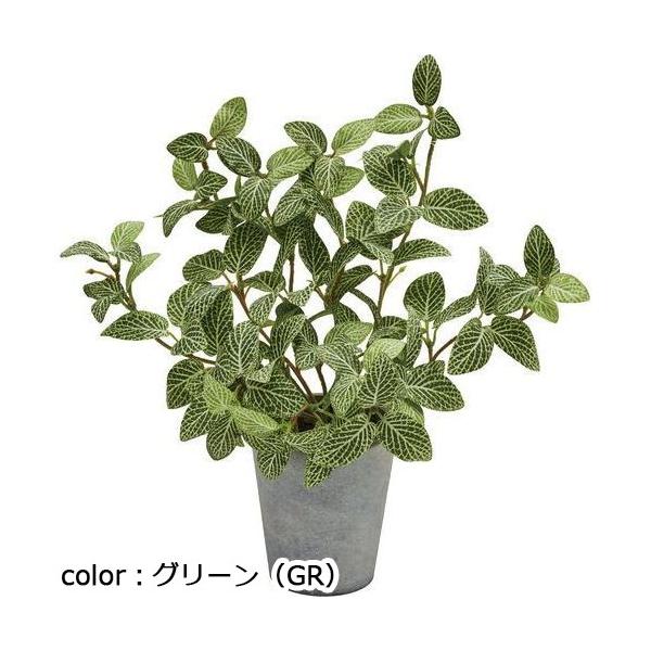ポピー フィトニアポット GLA-1528 全長27cm  鉢：φ9.3cm×H10.2cm