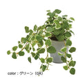 ポピー プミラポット GLA-1529 全長24cm  鉢：φ9.3cm×H10.2cm
