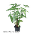 ポピー シンゴニウムポット GLA-1542 全長70cm・幅45cm ポットφ13.5cm×H13.0cm