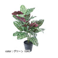 ポピー カラテアポット GLA-1543 全長60cm・幅40cm ポットφ13.5cm×H13cm