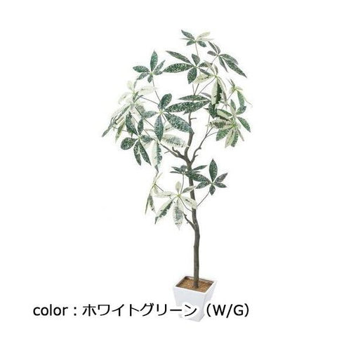ポピー パキラミルキーウェイツリー GLA-1547 全長150cm・幅100cm ポット□17cm×H16cm