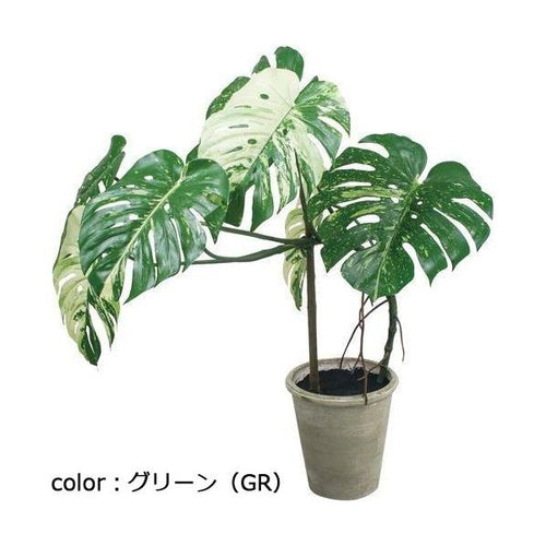 ポピー モンステラポット GLA-1548 全長110cm・幅75cm ポットφ24cm×H26cm