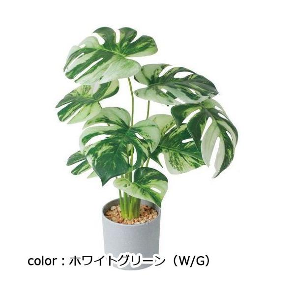 ポピー モンステラバリエガータセメントポット GLA-1554 全長37cm・幅28cm　鉢：φ10cm×9cm