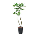 GLAS-1477/120cmパキラポット 全長120cm 幅25cm 鉢:φ26cm×H30cm/業務用/新品/送料別途見積