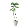 GLAS-1477/120cmパキラポット 全長120cm 幅25cm 鉢:φ26cm×H30cm/業務用/新品/送料別途見積