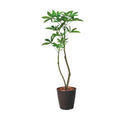GLAS-1477/120cmパキラポット 全長120cm 幅25cm 鉢:φ26cm×H30cm/業務用/新品/送料別途見積