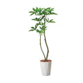 GLAS-1477/120cmパキラポット 全長120cm 幅25cm 鉢:φ26cm×H30cm/業務用/新品/送料別途見積