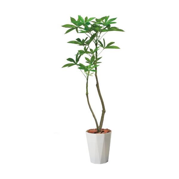 GLAS-1477/120cmパキラポット 全長120cm 幅25cm 鉢:φ26cm×H30cm/業務用/新品/送料別途見積