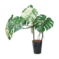 GLAS-1548/110cmモンステラポット 全長110cm 幅75cm 鉢サイズ:H30cm W26?30.5cm/業務用/新品/送料別途見積