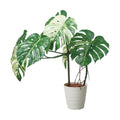 GLAS-1548/110cmモンステラポット 全長110cm 幅75cm 鉢サイズ:H30cm W26?30.5cm/業務用/新品/送料別途見積