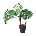 GLAS-1548/110cmモンステラポット 全長110cm 幅75cm 鉢サイズ:H30cm W26?30.5cm/業務用/新品/送料別途見積