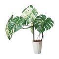 GLAS-1548/110cmモンステラポット 全長110cm 幅75cm 鉢サイズ:H30cm W26?30.5cm/業務用/新品/送料別途見積