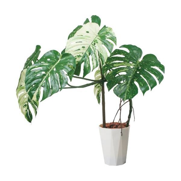GLAS-1548/110cmモンステラポット 全長110cm 幅75cm 鉢サイズ:H30cm W26?30.5cm/業務用/新品/送料別途見積