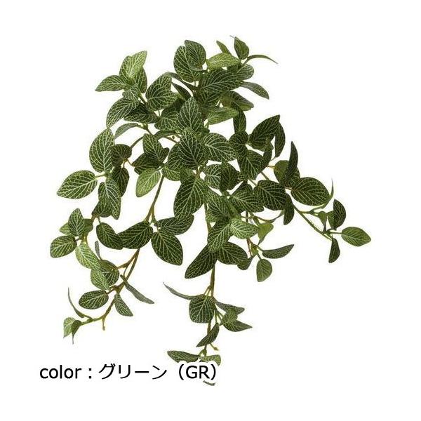 ポピー フィトニアハンギングブッシュ GLDD-0004 全長33cm・葉長3.5～4.5cm・幅22cm