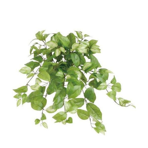 ポピー ホヤ GLKK-565 全長50cm・幅46cm