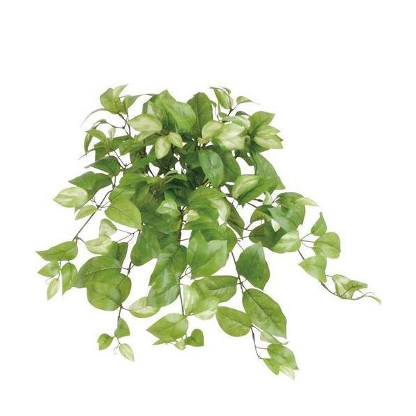 ポピー ホヤ GLKK-565 全長50cm・幅46cm