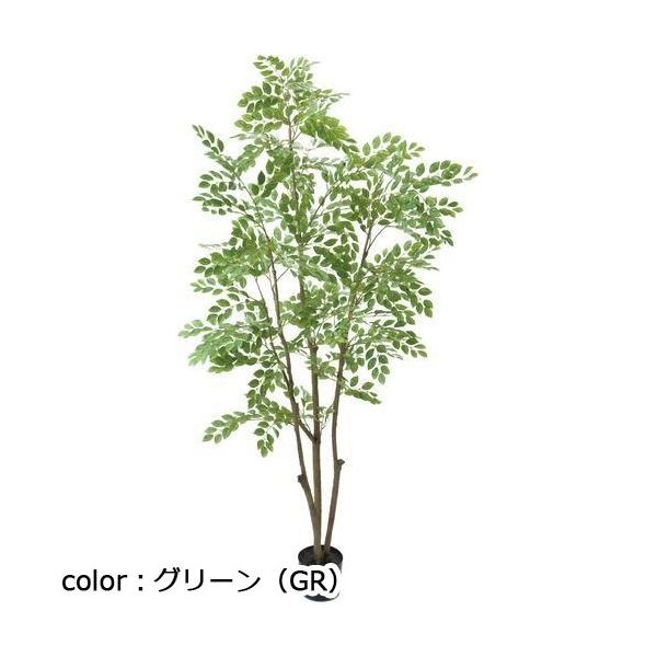 ポピー 180cmトネリコ GLP-1497 全長180cm・幅90cm 鉢：φ20cm・H18cm
