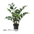 ポピー ザミフォリアポット GLP-1515 全長57cm・幅53cm 鉢:φ14cm×H13.5cm