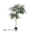 ポピー ショウナンゴム GLP-1516 全長180cm・幅85cm 鉢:φ18.5cm×H18c