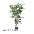 ポピー フィカスベンガレンシス GLP-1517 全長160cm・幅85cm 鉢φ16.5cm×15cm