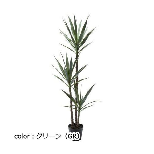 ポピー ユッカエレファンティペス GLP-1519 鉢φ15cm×12.5cm 全長155cm・幅65cm