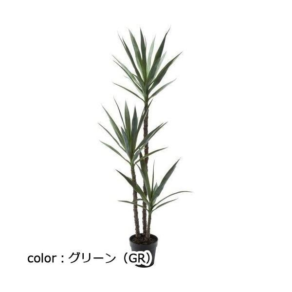 ポピー ユッカエレファンティペス GLP-1519 鉢φ15cm×12.5cm 全長155cm・幅65cm