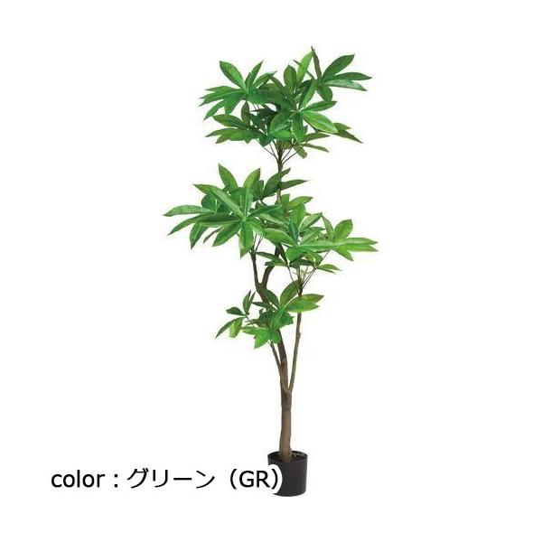 ポピー 180cmパキラ GLP-1522 全長180cm 幅90cm 鉢φ18cm×H15cm